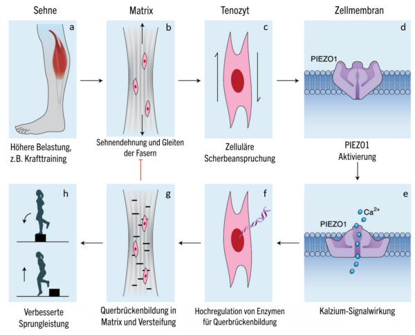 Sehne Anpassung Training Archive - Physio Meets Science GmbH