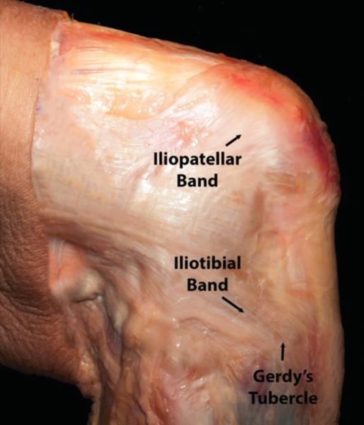 Iliotibiales Band Archive Physio Meets Science Gmbh