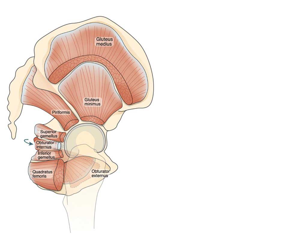 Dehnung des Obturator internus